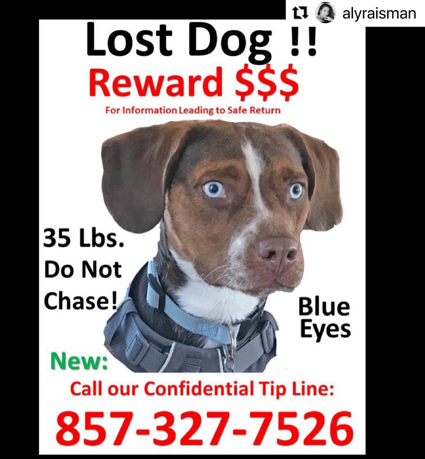 @alyraisman ・・・
Thank you for the help & support. If you see Mylo please take a picture/video & call us immediately & share exact location. THANK YOU. We have gotten sightings but because there have been no photos or videos it is not clear if it is Mylo. Thank you for the help.